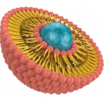 Somial Scudo Vitamina C e Zinco Liposomiale - immagine 2