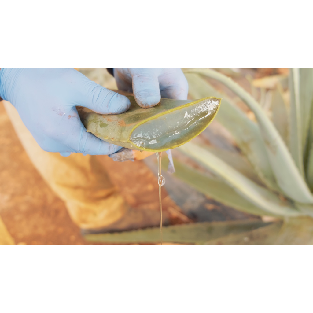Aloe Arborescens Goccia