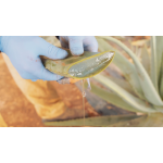 Aloe Arborescens Ricetta di Padre Romano Zago con Sciroppo d'Agave 500 gr depurativo antinfiammatorio - immagine 2