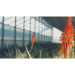 Aloe Arborescens Ricetta di Padre Romano Zago con Sciroppo d'Agave 500 gr depurativo antinfiammatorio - immagine 4