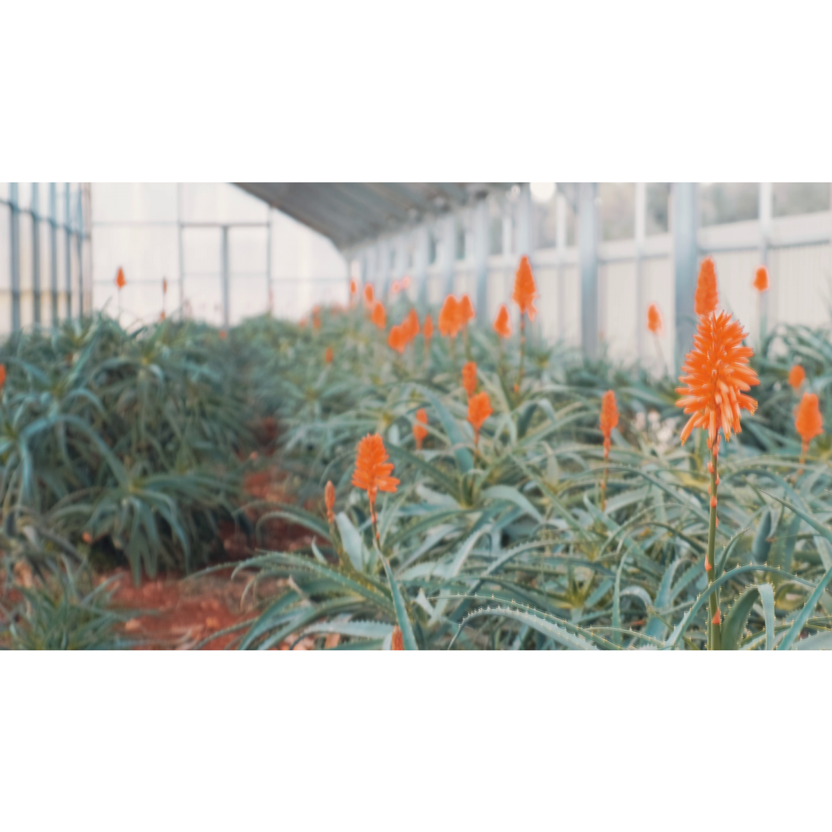 aloe vera gel peach After Sun Cooling Aloe Vera Gel main image 0