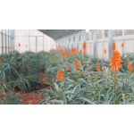 Aloe Arborescens Ricetta di Padre Romano Zago con Sciroppo d'Agave 500 gr depurativo antinfiammatorio - immagine 6