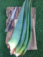 Foglie di Aloe Arborescens – Certificate Bio – 1kg